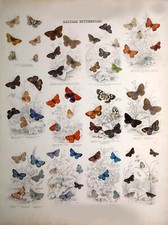 Listing image for Vintage British Butterfly Poster A3/A4 Wall Art Print Insect Nature Decor #3
